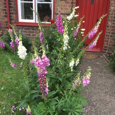 Foxglove