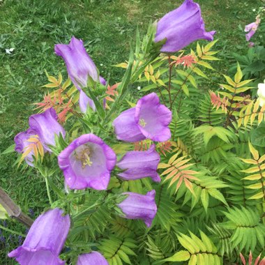 Canterbury Bells