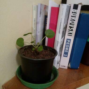 Pilea peperomioides