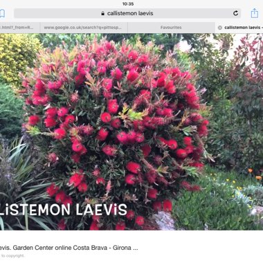 Callistemon Laevis