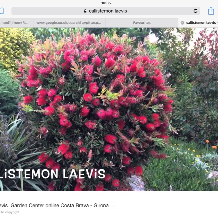 Plant image Callistemon Laevis