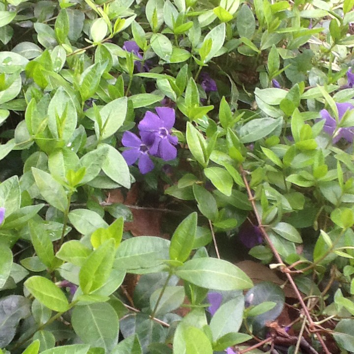 Plant image Vinca Minor 'Atropurpurea'