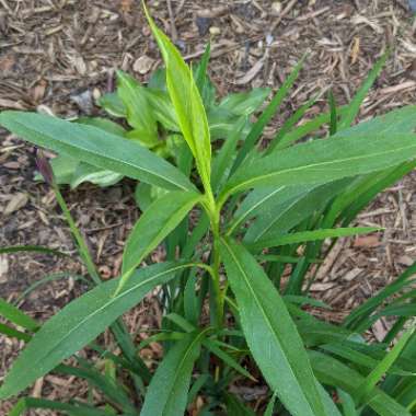 Solidago