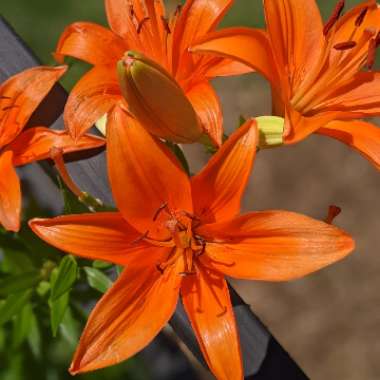 Lilium 'Orange Joy'