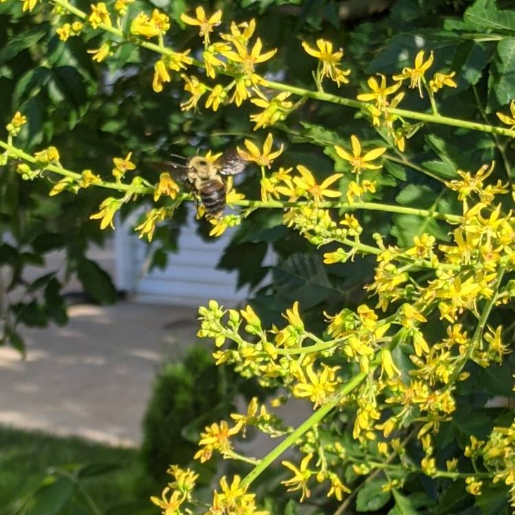 Plant image Koelreuteria Paniculata