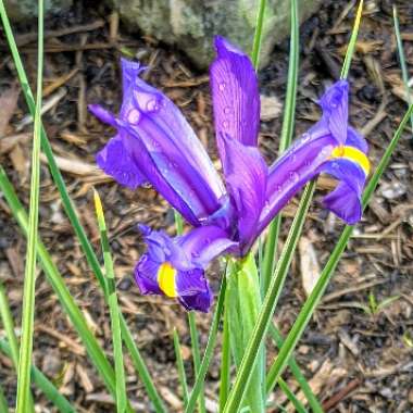 Iris x hollandica 'Blue Magic'