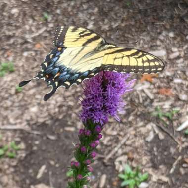 Liatris spicata