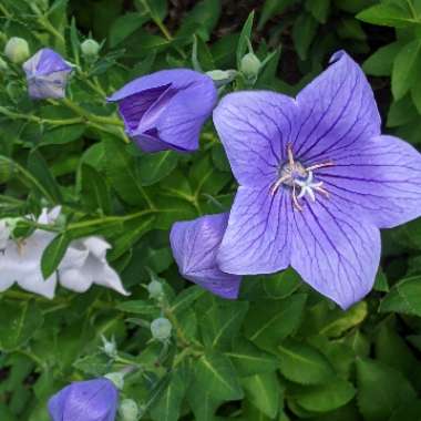 Platycodon grandiflorus  syn. Campanula grandiflora