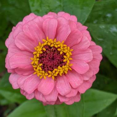 Zinnia elegans