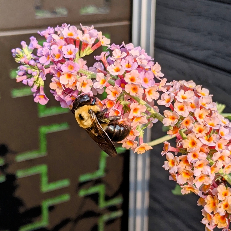 Plant image Buddleja x weyeriana 'Bicolor' syn. Buddleja davidii 'Bicolor', Buddleja x weyeriana 'Flower Power', Buddleja 'Kaleidoscope'