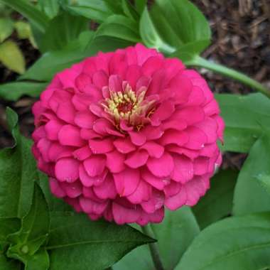 Zinnia