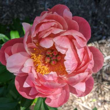 Peony 'Coral Charm' (Herbaceous)