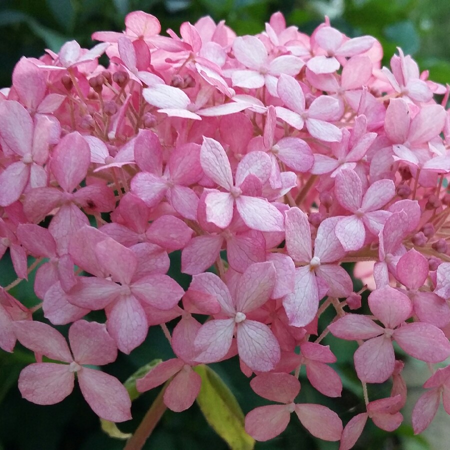 Plant image Hydrangea arborescens 'Invincibelle Spirit'