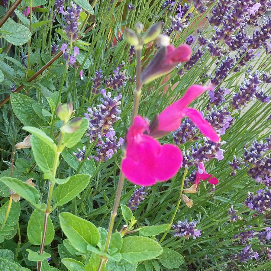 Plant image Salvia 'Dayglow'