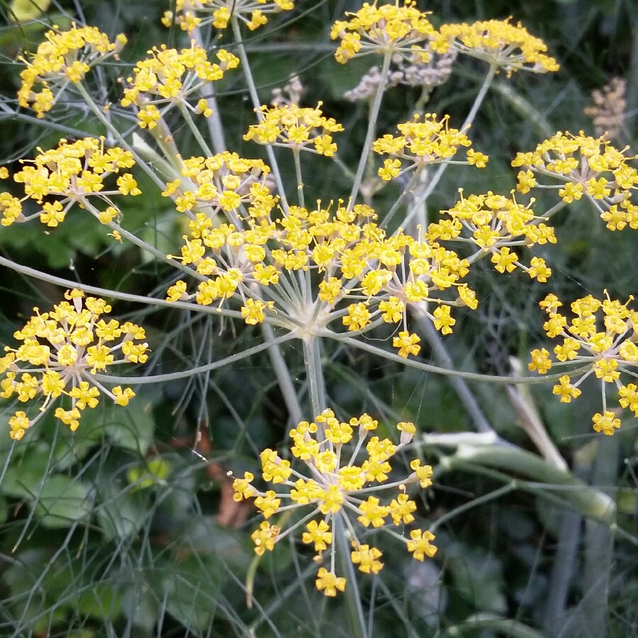 Plant image Foeniculum vulgare 'Giant Bronze' syn. Ferula 'Giant Bronze', Ferula communis 'Giant Bronze'