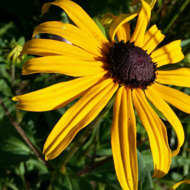 Coneflower 'Goldsturm'