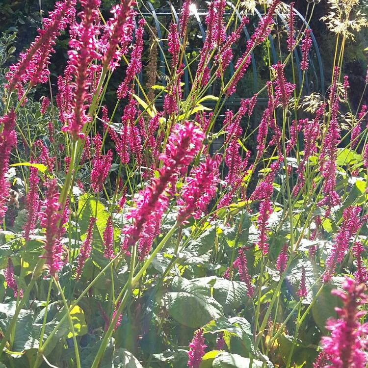 Plant image Persicaria amplexicaulis 'Firetail' syn. Polygonum amplexicaule 'Fire Tail'