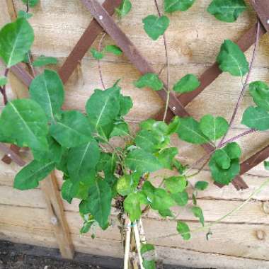 Honeysuckle 'Serotina'