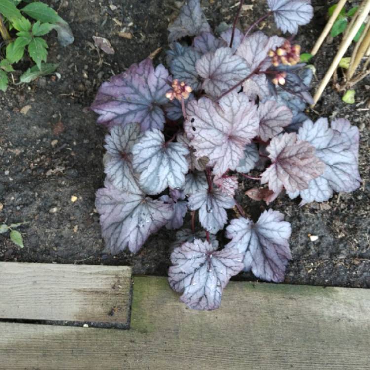 Plant image Heuchera 'Shanghai'