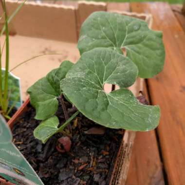 Canada Wild Ginger