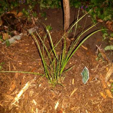 Pennsylvania Sedge