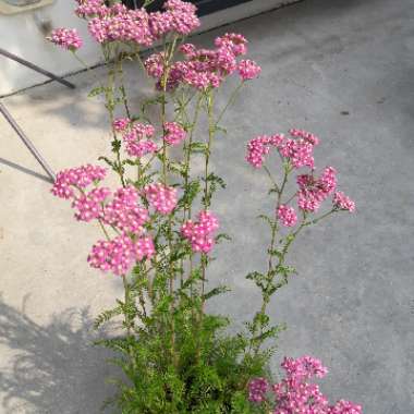 Yarrow 'The Beacon'