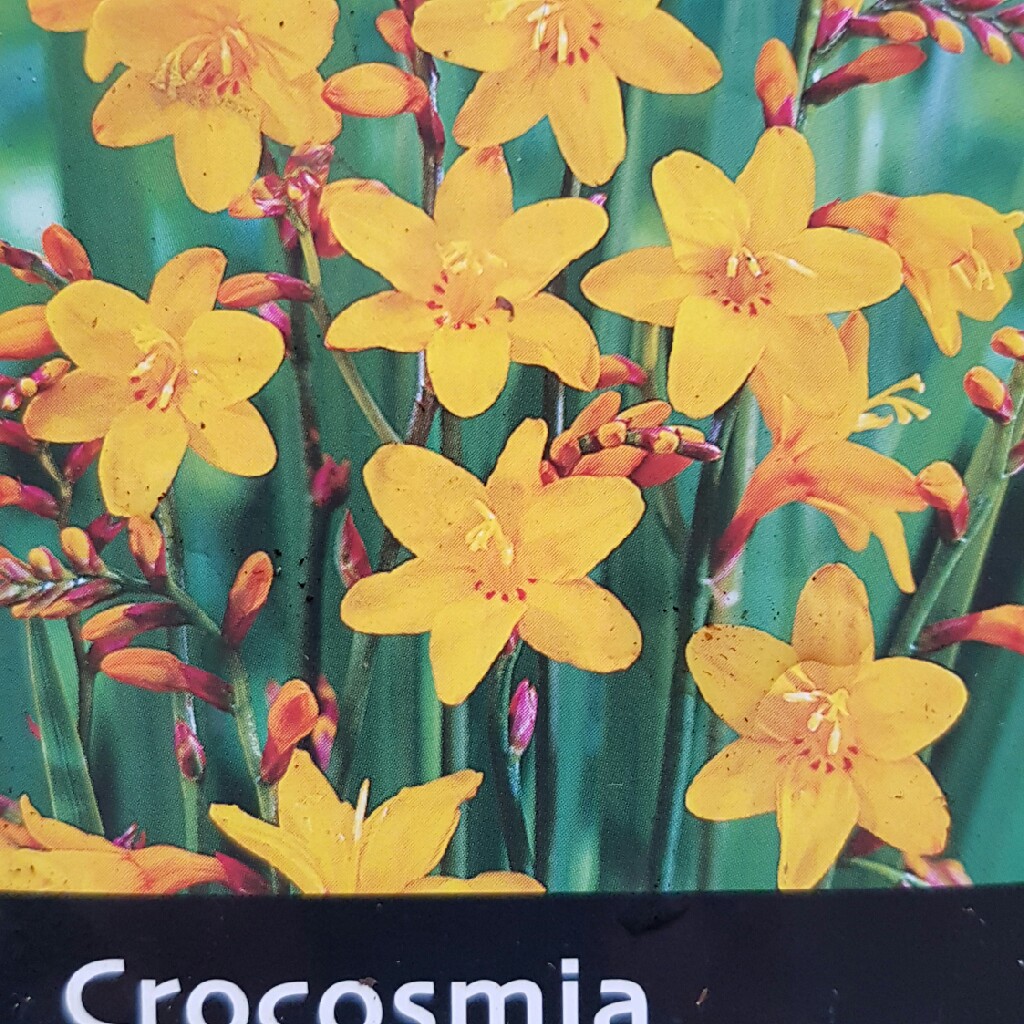 Plant image Crocosmia x crocosmiiflora 'Buttercup'