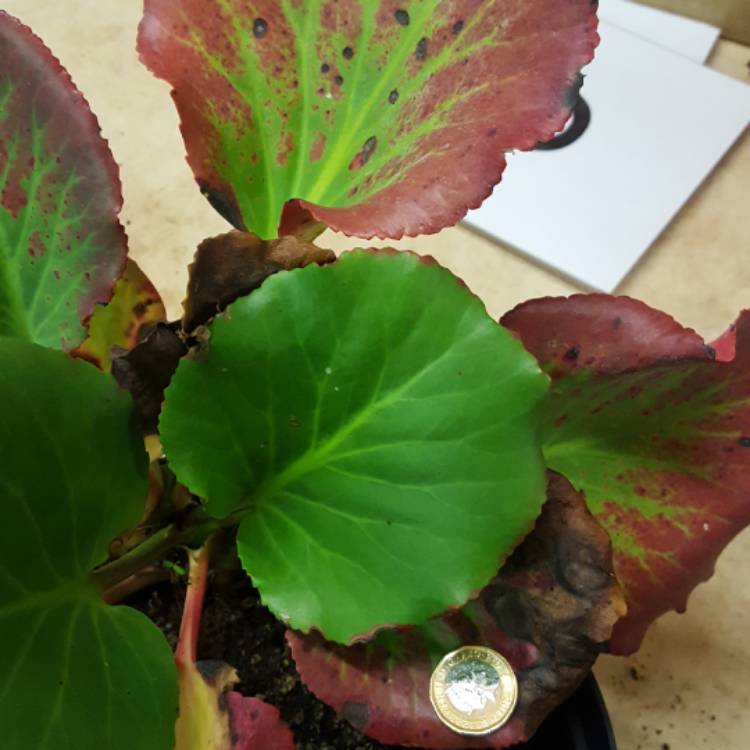 Plant image Bergenia cordifolia