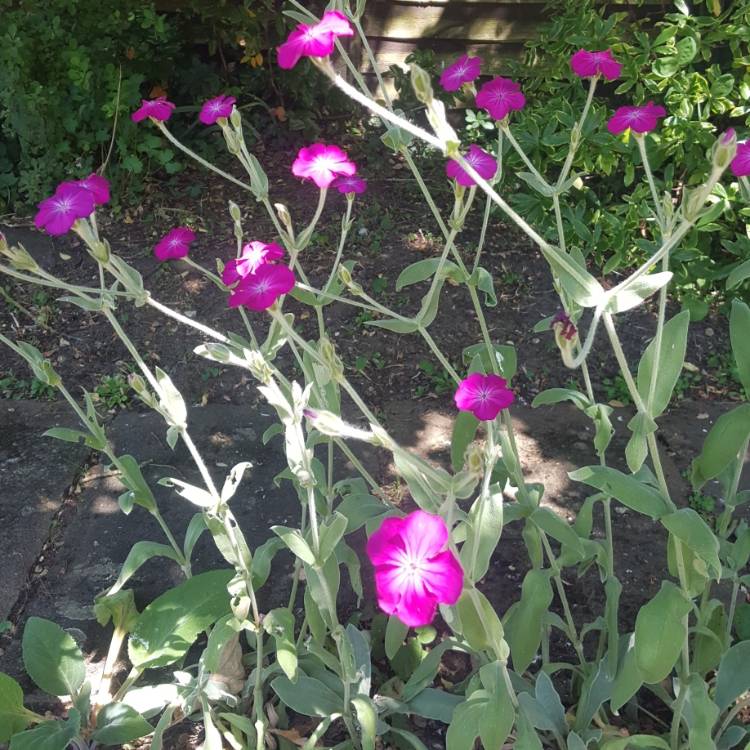 Plant image Lychnis coronaria 'Gardeners World'