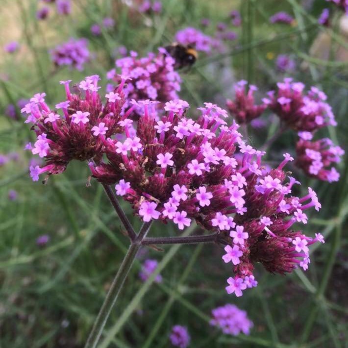 Verbena bonariensis, Purple Top Vervain - uploaded by @timprutton