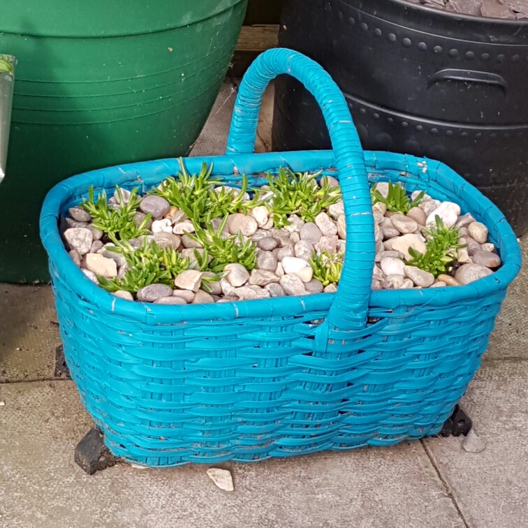 Delosperma 'Wheels of Wonder' mix