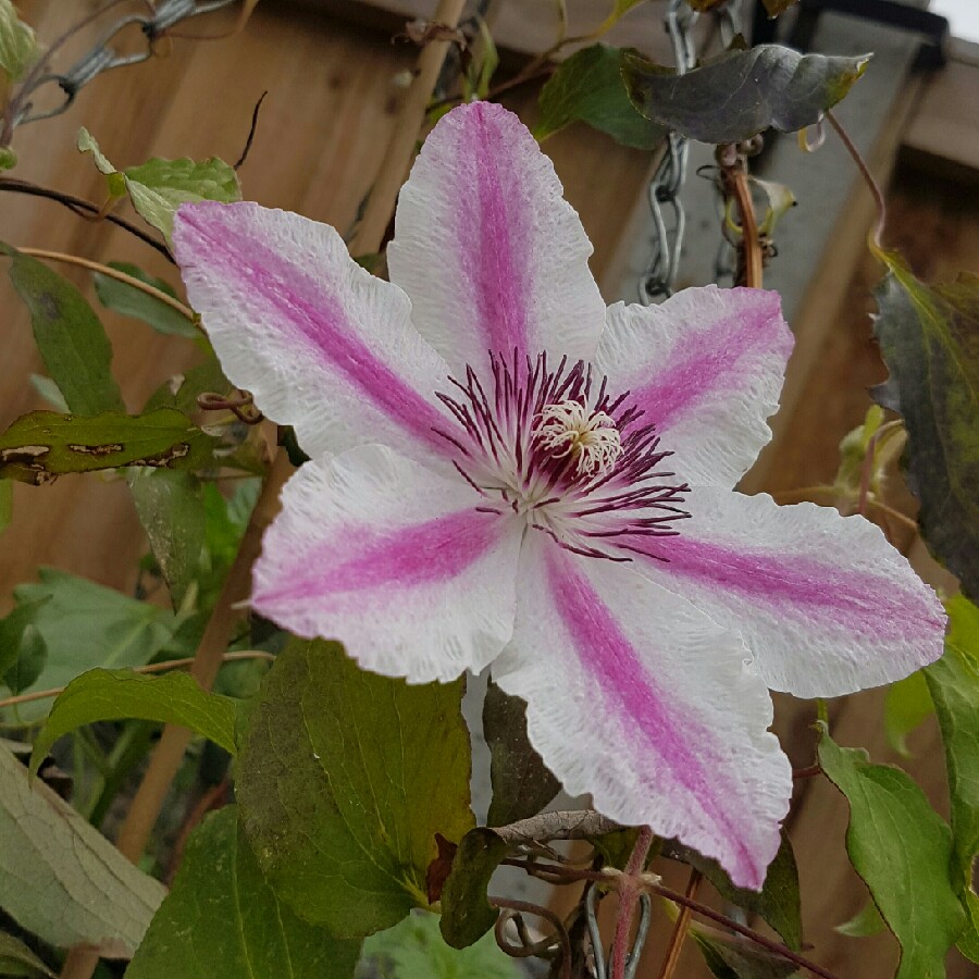 Clematis 'Carnaby'