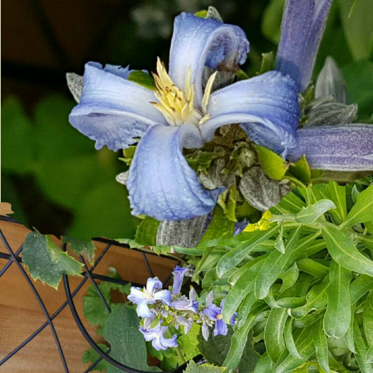 Plant image Clematis 'New Love'