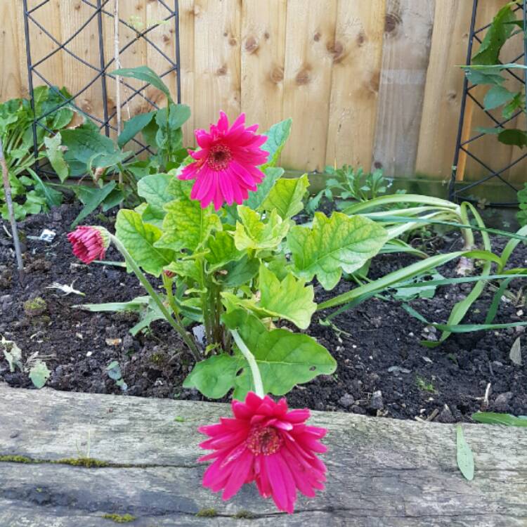 Plant image Gerbera garvinea 'Sweet Dreams'