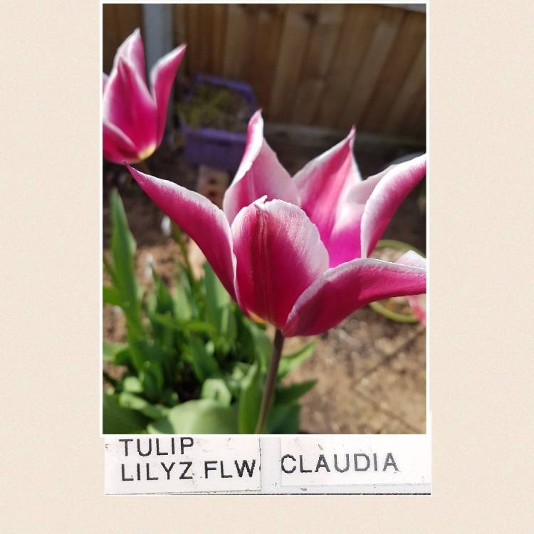 Plant image Tulipa 'Claudia'