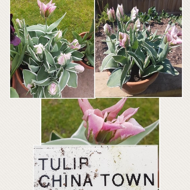 Plant image Tulipa 'China Town'