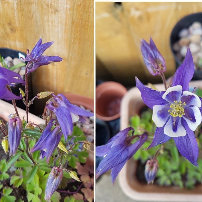 Plant image Aquilegia vulgaris 'Winky Blue And White'