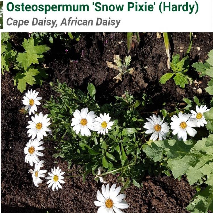 Plant image Osteospermum 'Snow Pixie'