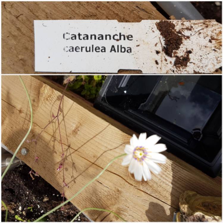 Plant image Catananche Caerulea Alba