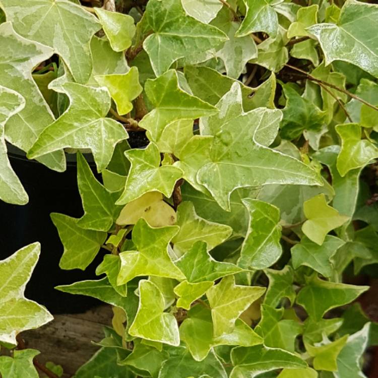 Plant image Hedera 'Ester'