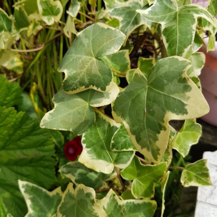 Plant image Hedera 'Gold Child'