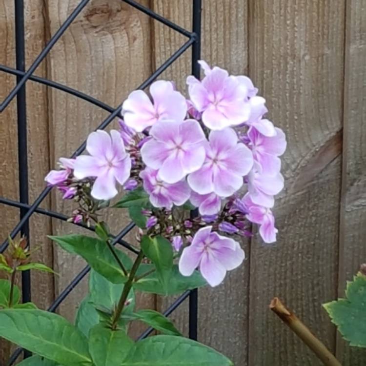 Plant image Phlox Paniculata 'Franz Schubert'