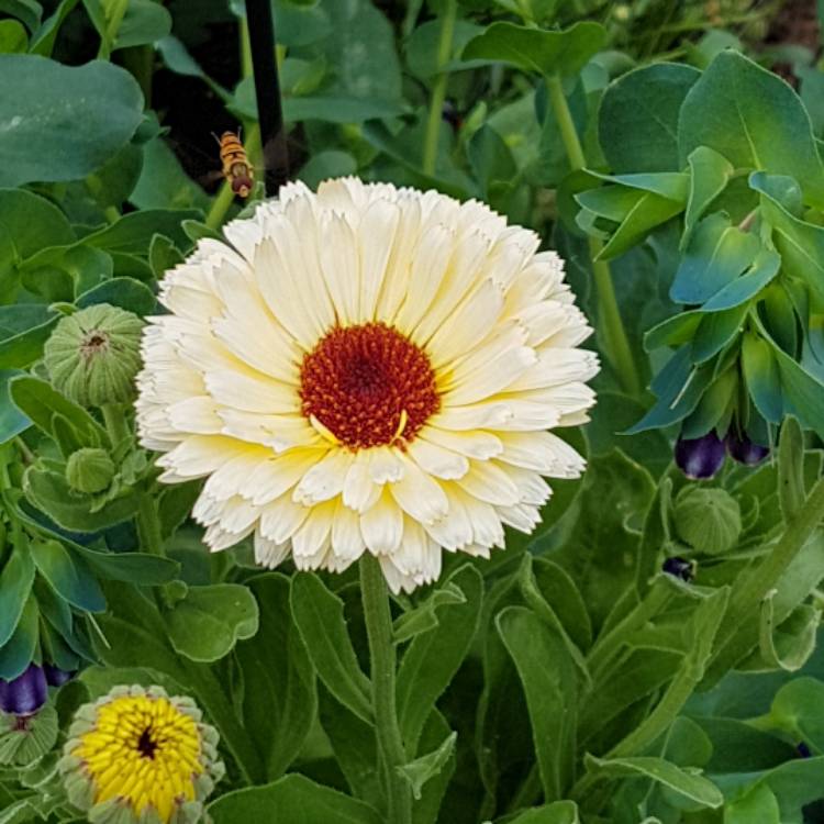 Plant image Calendula officinalis 'Snow Princess'