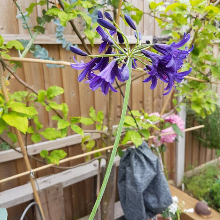 Plant image Agapanthus 'Indigo Dreams'