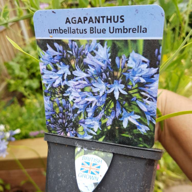 Plant image Agapanthus 'Blue Umbrella'