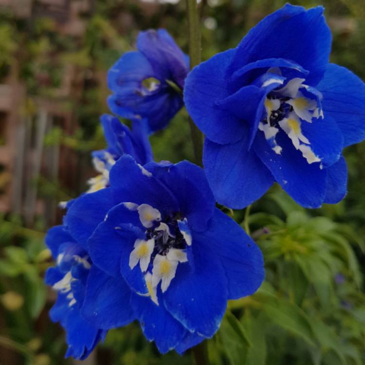 Plant image Delphinium 'Blue Bird' (Pacific Hybrid)