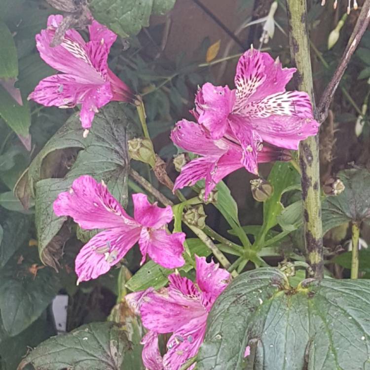 Plant image Alstroemeria 'Butterfly Hybrids'