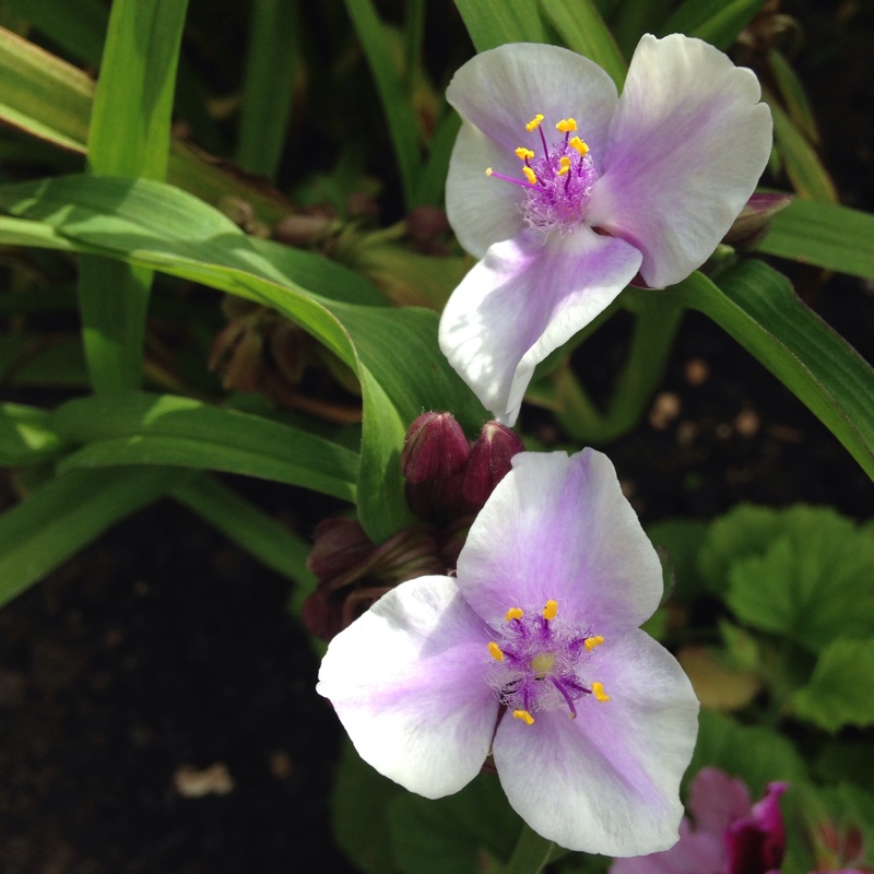 Plant image Tradescantia (Andersoniana Group) 'Bilberry Ice'