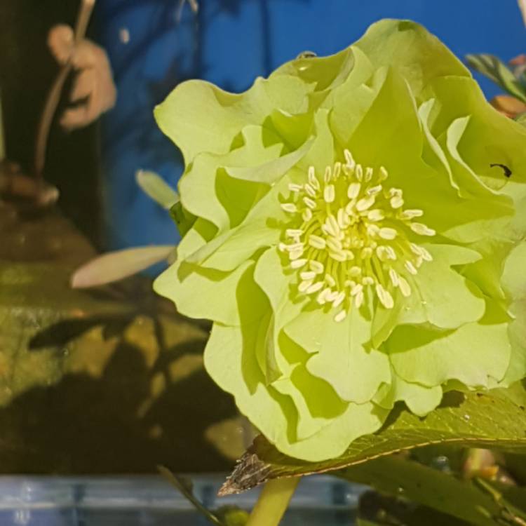 Plant image Helleborus x hybridus 'Double Ellen Green' (Double Ellen Series)