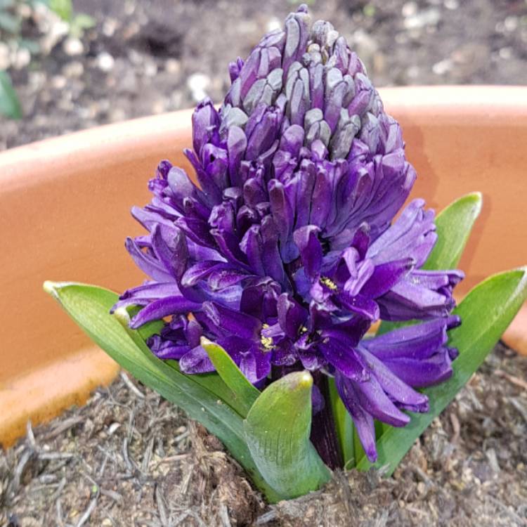 Plant image Hyacinthus orientalis 'Midnight Mystique'